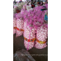 Best Quality Chinese Garlic with Best Selling